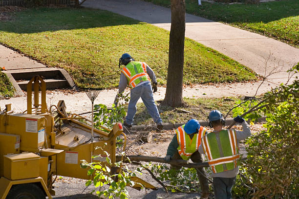 Best Tree Trimming and Pruning  in Northwest Harwinton, CT