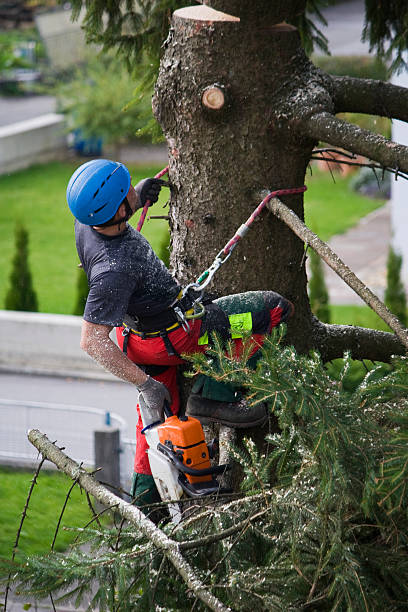 Best Tree Maintenance Programs  in Northwest Harwinton, CT