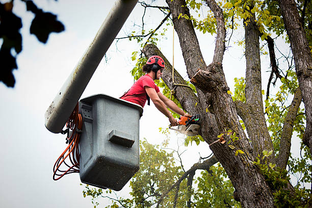 Best Root Management and Removal  in Northwest Harwinton, CT